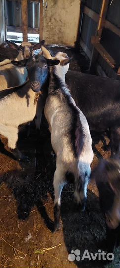 Продажа коз