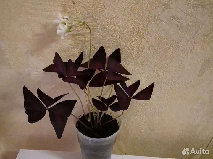 Кислица оксалис