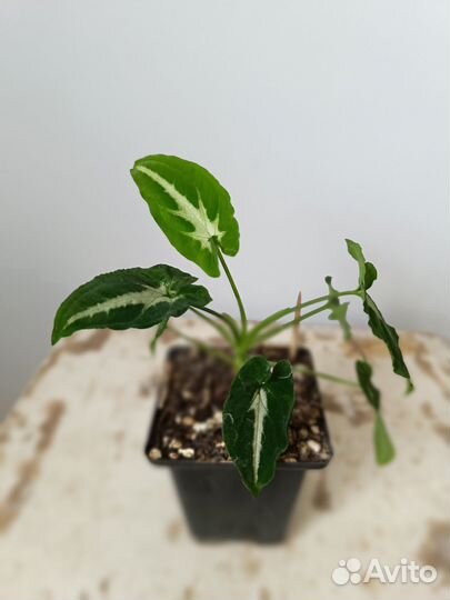 Сингониум вендланда