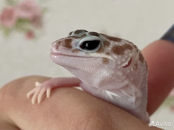 Самец эублефар