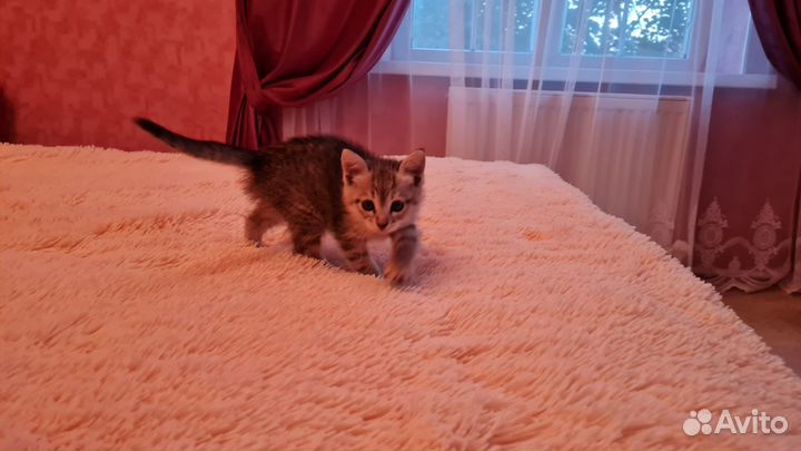 Отдам котенка в добрые руки