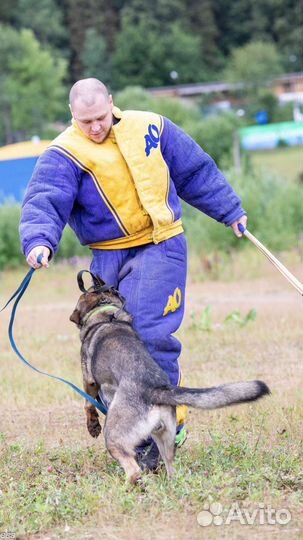 Дрессировка собак защитный раздел