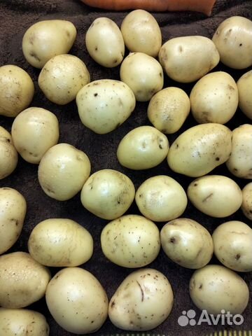 Картофель сорт Гала семенной