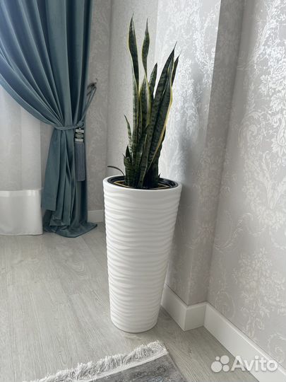 Сансевьерия