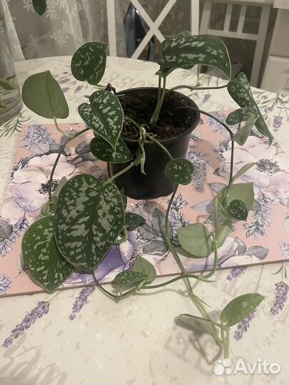 Сциндапсус пиктус