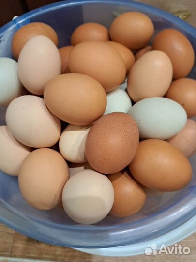 Домашние куриные яйца
