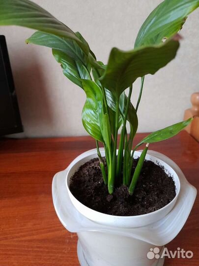 Спатифиллум