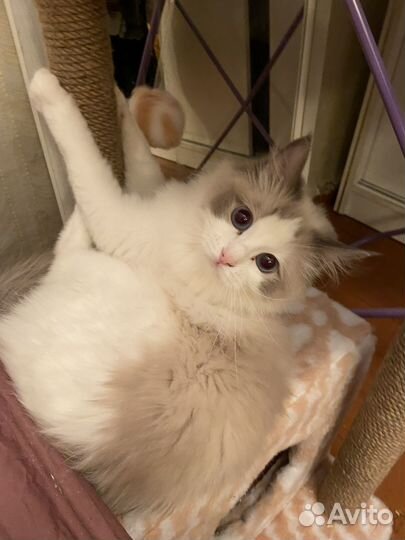 Кошка