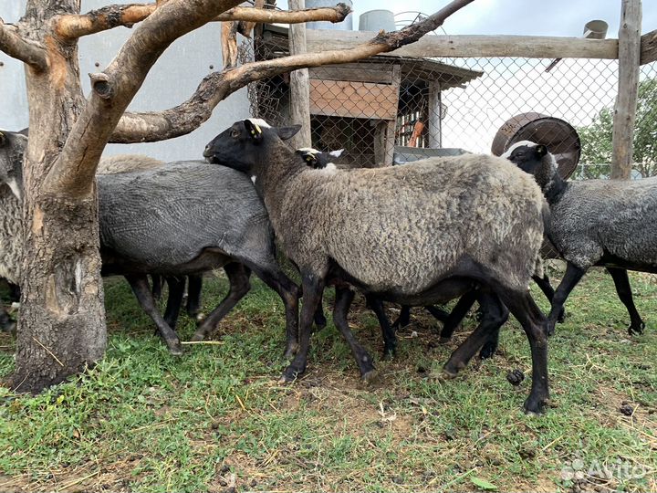 Овцы романовской породы