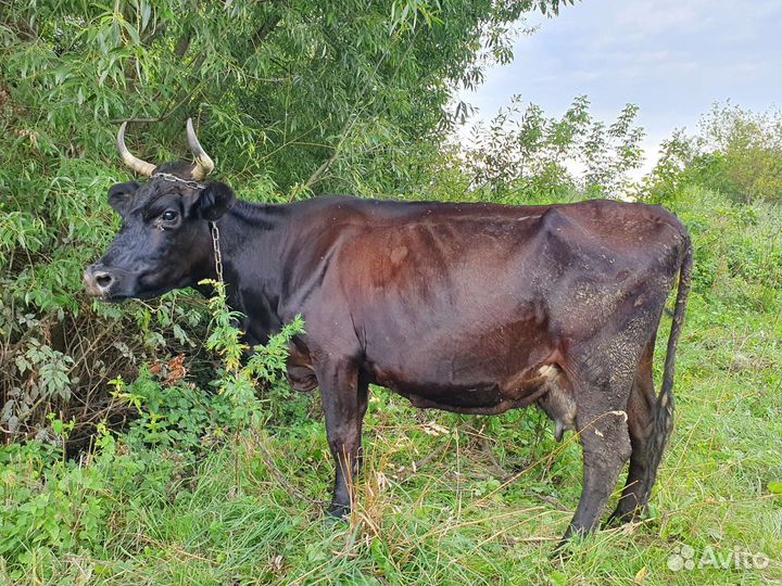 Корова дойная с телочкой