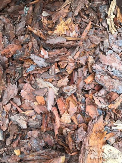 Кора листвениццы и сосны