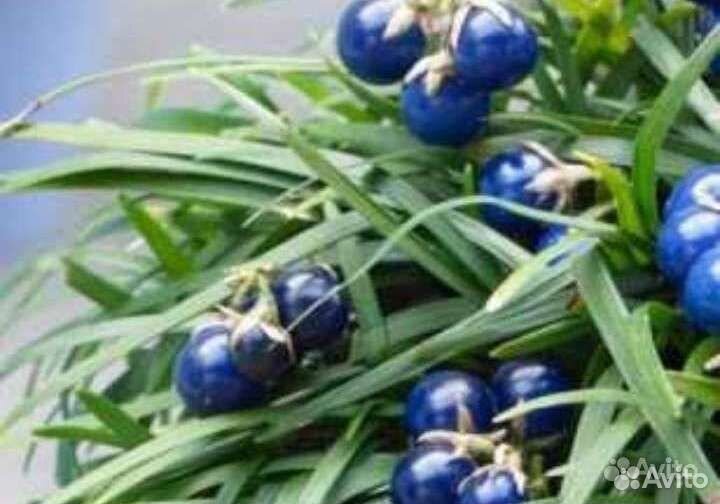 Японский ландыш Офиопогон