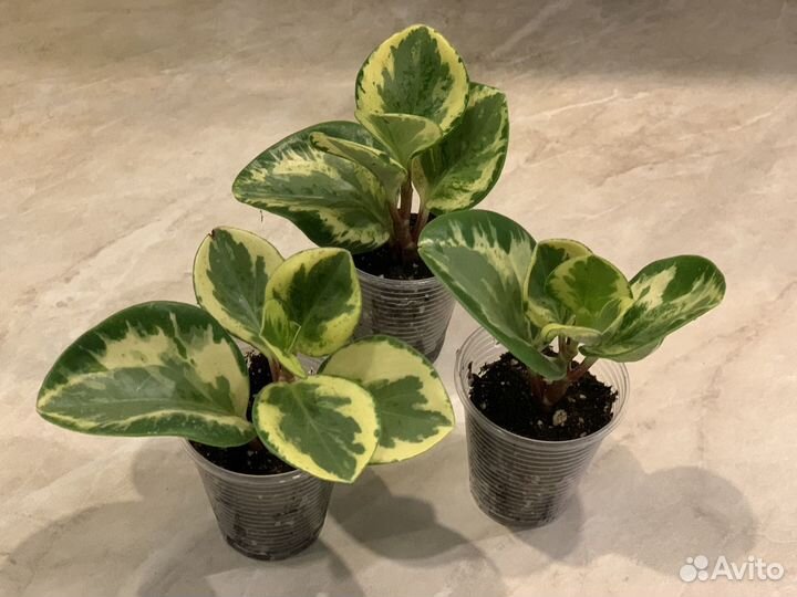 Пеперомия туполистная (обтузифолия) вариегатная