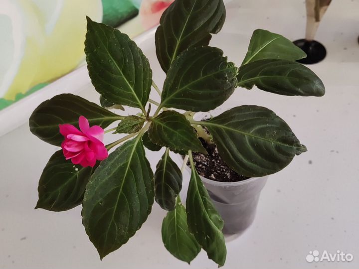 Бальзамин (Ванька мокрый)