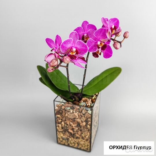 Орхидея Фаленопсис Флорариум