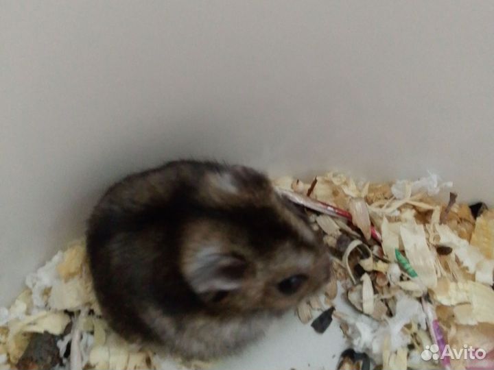 Джунгарский хомяк девочка, бесплатно