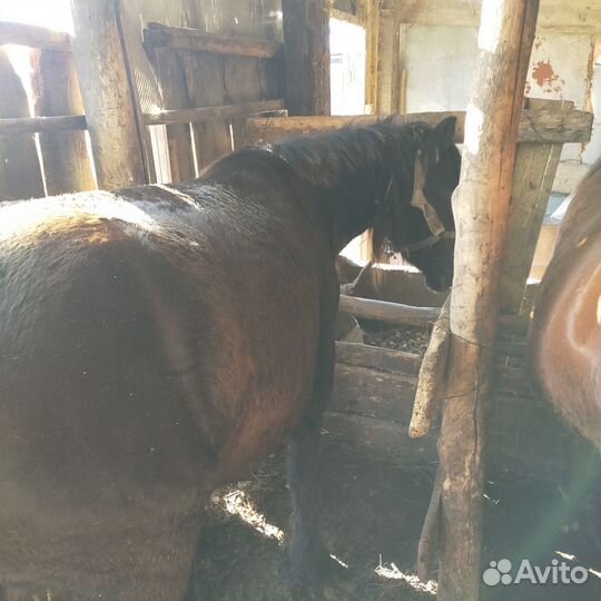 Продам лошадей