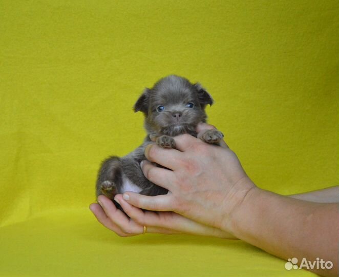 Лиловые,шоколадные, палевые детки