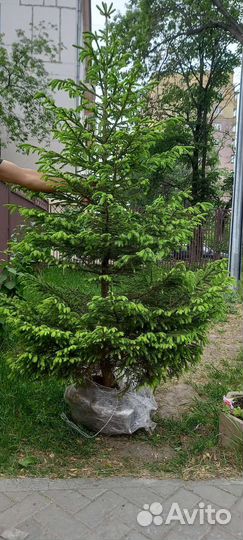 Сибирские Ёлки