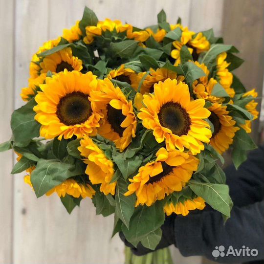 Подсолнухи 