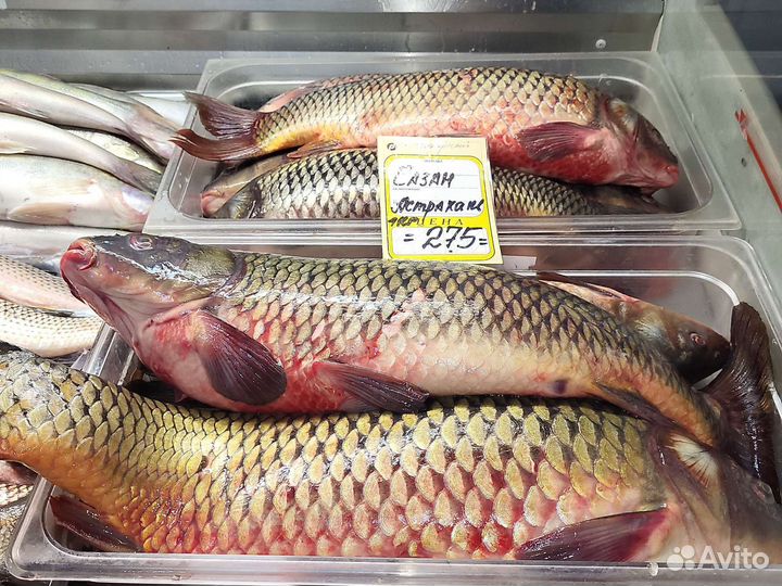 Карп зеркальный. Живая рыба