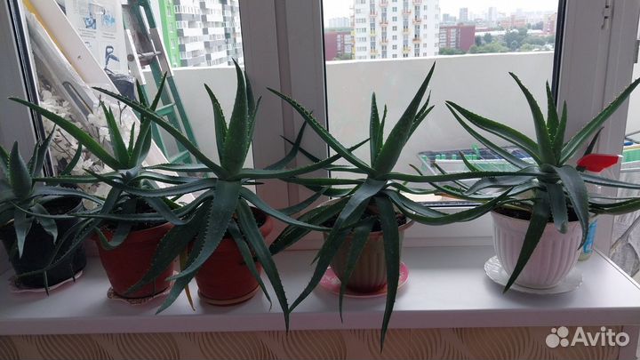 Комнатные цветы алоэ