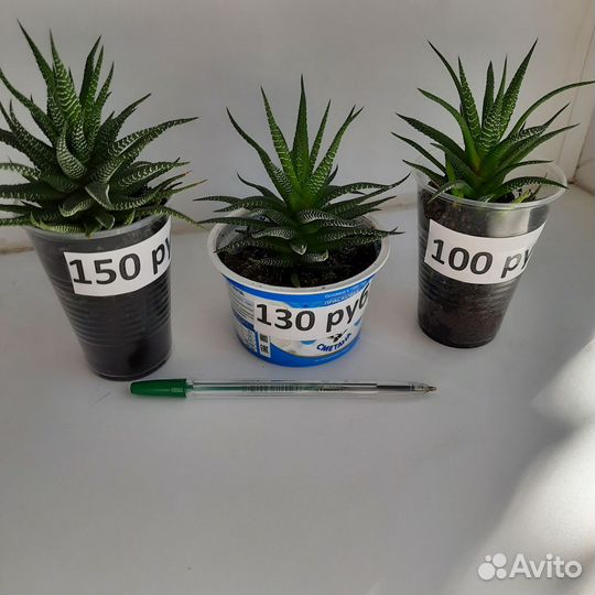 Хавортия Жемчужная