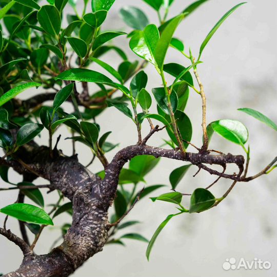 Дерево Бонсай - Баньян Мойоги 40см