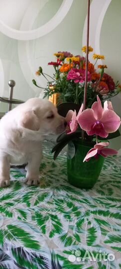 Продам лабрадора-девочку