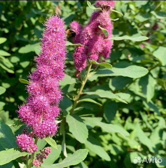 Саженцы спиреи