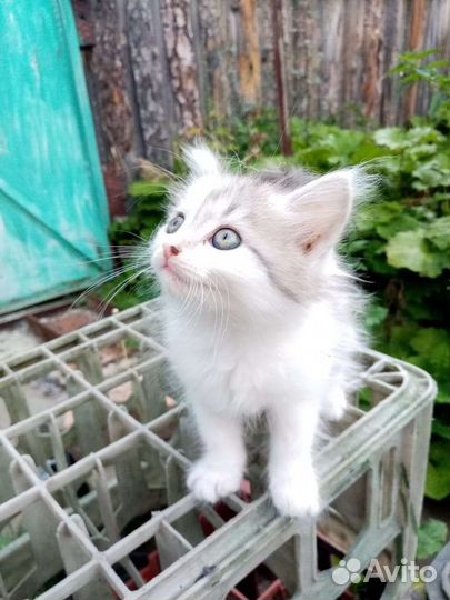 Кошки в добрые руки бесплатно