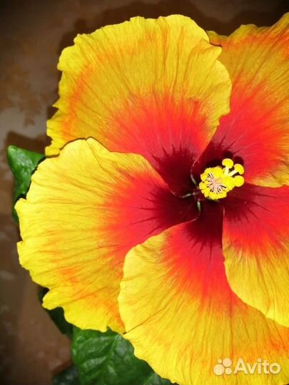 Гибискус Midnight Serenade