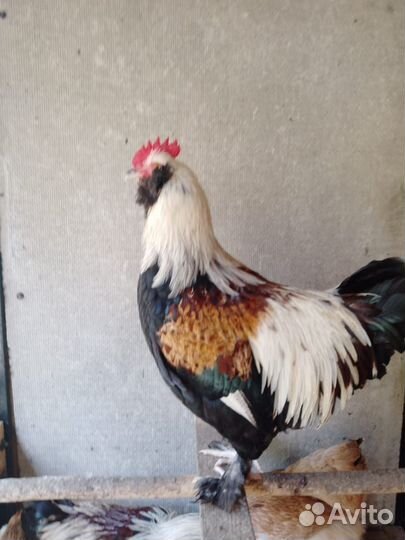 Молодые куры