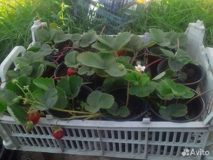 Ремонтантная земляника саженцы.Без усая Под заказ