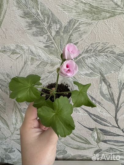 Пеларгония герань, эпипремнум