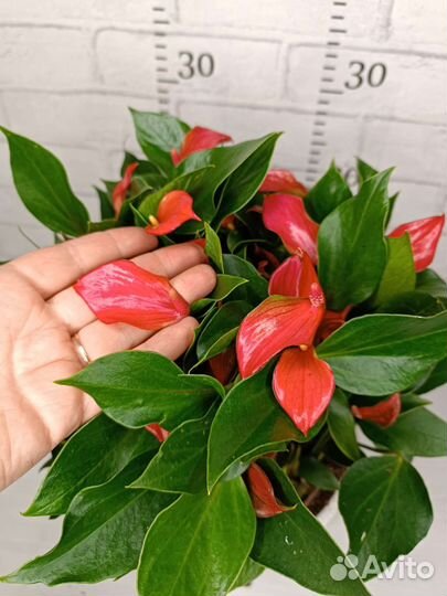 Антуриум карликовый Триллион Ред