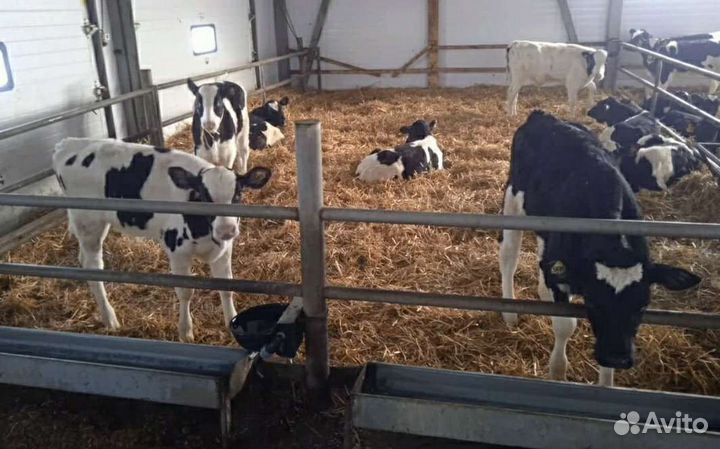 Холмогоры Голштины Бычок Теленок Телки