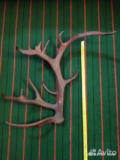 Рога оленя