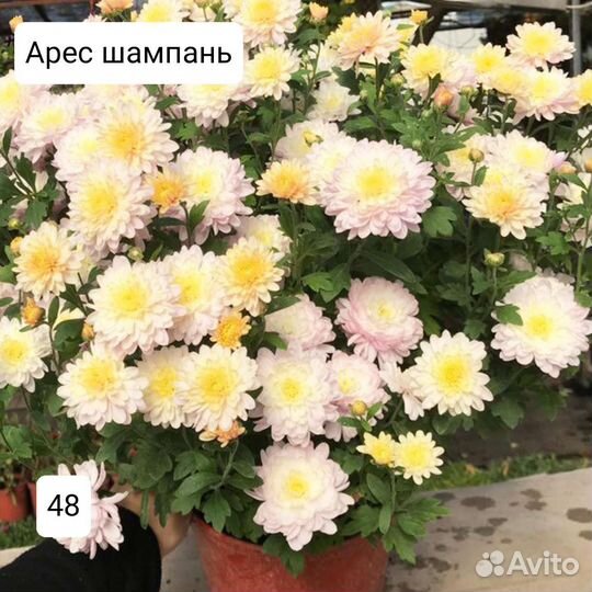 Хризантема Мультифлора (шаровидная)