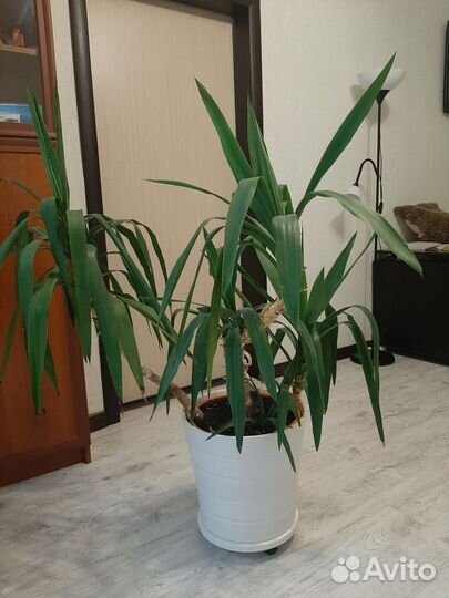 Юкка в горшке IKEA + подставка на колёсиках IKEA