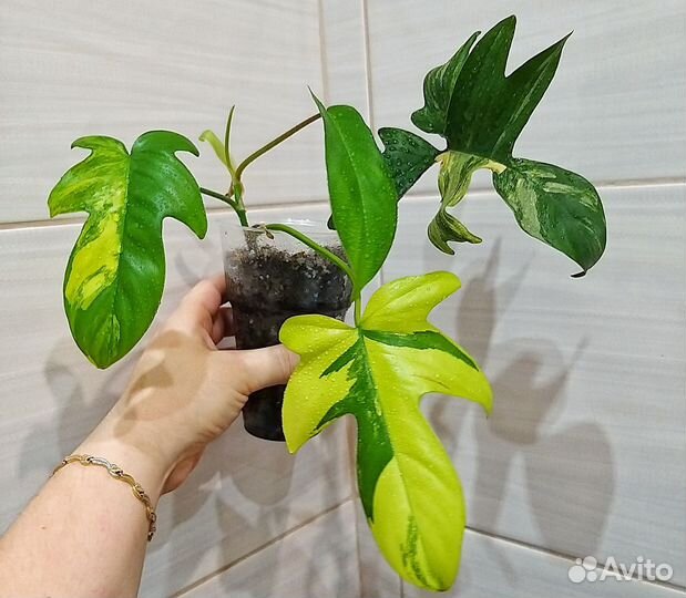 Калатеи, алоказии, филодендроны