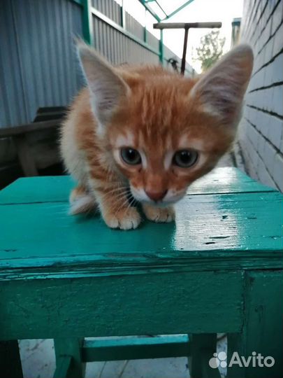 Котенок, девочка