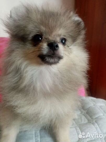 Мишка топтыжка