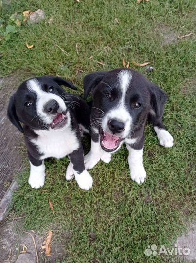 Собака в добрые руки щенок