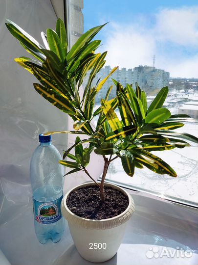 Кротон вариегатный Sunny Star