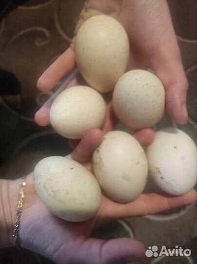 Яйца Индюков и уток