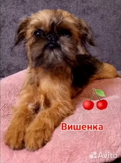 Девочка брюссельский гриффон РКФ