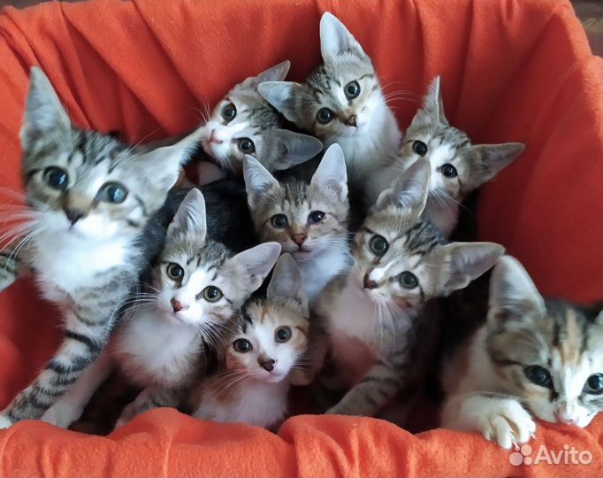 Котята в добрые руки