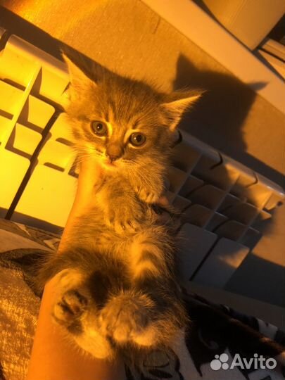 Самые лучшие котята в добрые руки