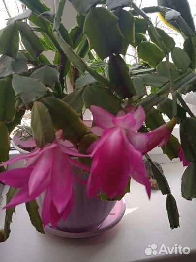 Продаю декабристы